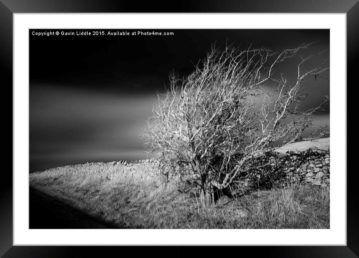  Wild Tree Framed Mounted Print by Gavin Liddle