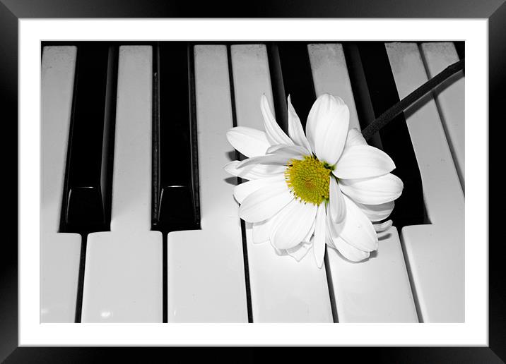Daisy on a Piano Framed Mounted Print by Gavin Liddle