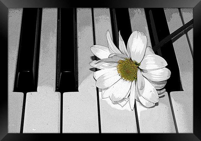 Daisy on a Piano 2 Framed Print by Gavin Liddle