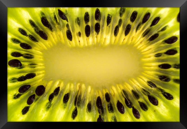 Kiwi Fruit Macro Framed Print by Gavin Liddle