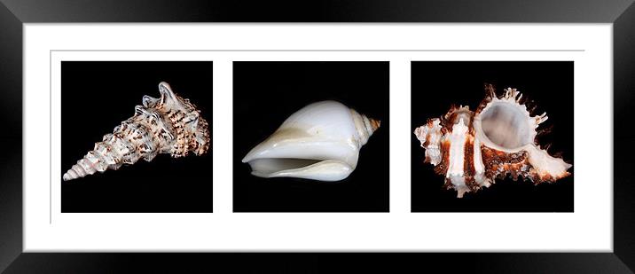 Shells Framed Mounted Print by Gavin Liddle