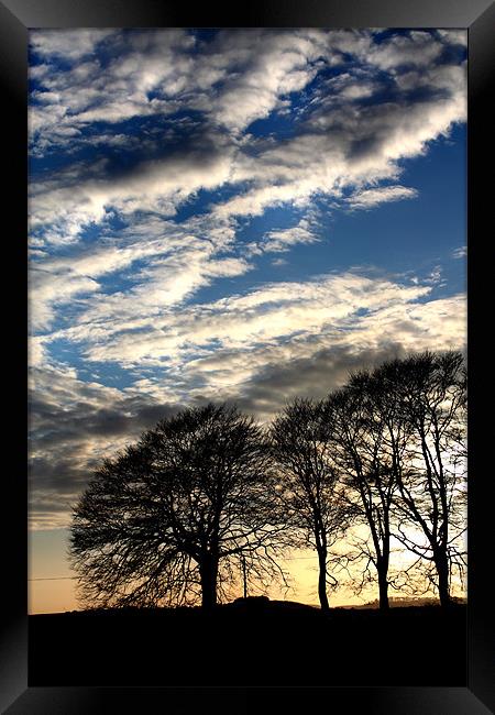 Trees and Sky Framed Print by Gavin Liddle