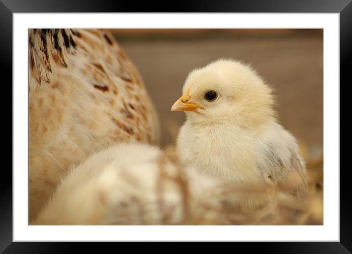 One Little Chick Framed Mounted Print by Gavin Liddle