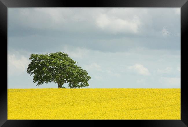 Oil Seed rape Field 2 Framed Print by Gavin Liddle