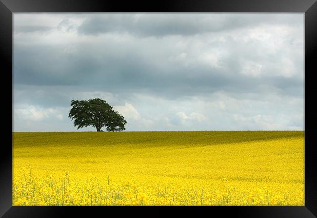 Oil Seed Rape Field 2 Framed Print by Gavin Liddle