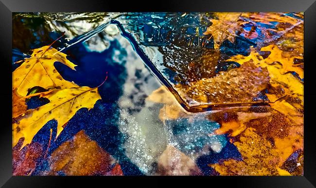 Winter Leaves Framed Print by Dillan Marsey