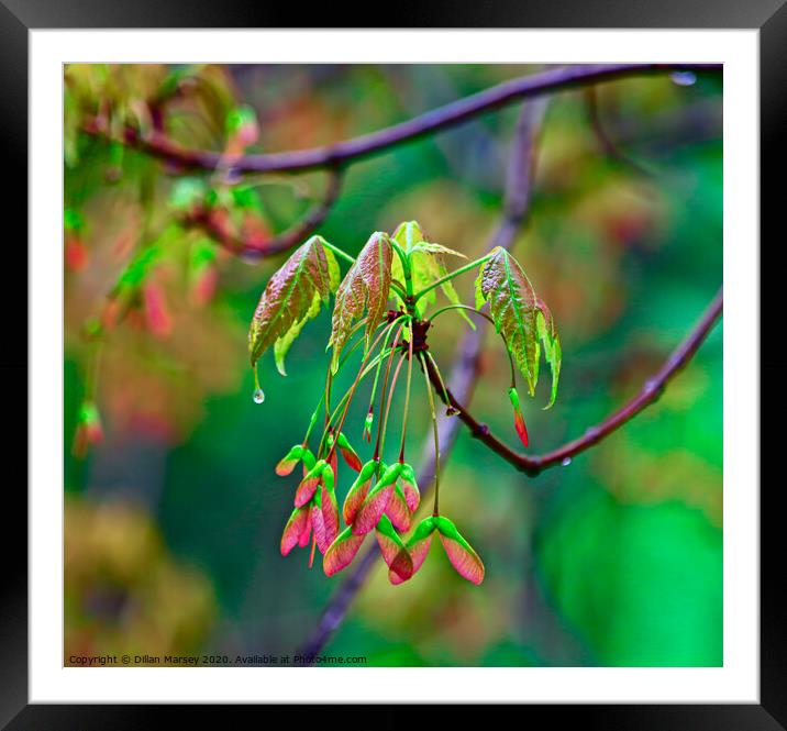 A close up of a tree Framed Mounted Print by Dillan Marsey