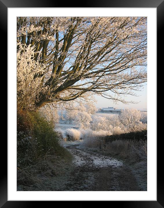 Frosty Tree  Framed Mounted Print by Lorna Nisbet