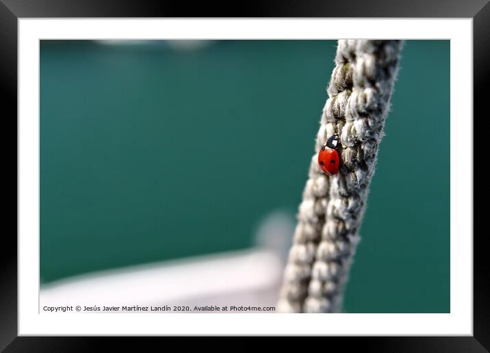 Ladybugs Courageous Climb Framed Mounted Print by Jesus Martínez