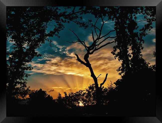 Dramatic sunset tree silhouette Framed Print by Jesus Martínez