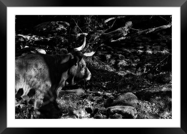 Majestic Cachena Cow Grazing in Lush Green Field Framed Mounted Print by Jesus Martínez