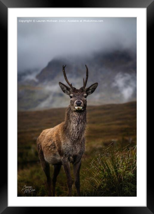 A Young Stag  Framed Mounted Print by Lauren McEwan