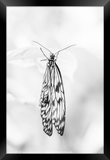 Black & White butterfly #1 Framed Print by Jaxx Lawson