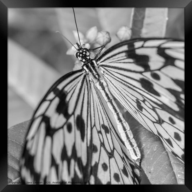 Black & White Butterfly - Square Framed Print by Jaxx Lawson