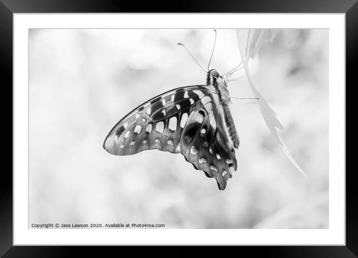 Black & White Butterfly #2 Framed Mounted Print by Jaxx Lawson