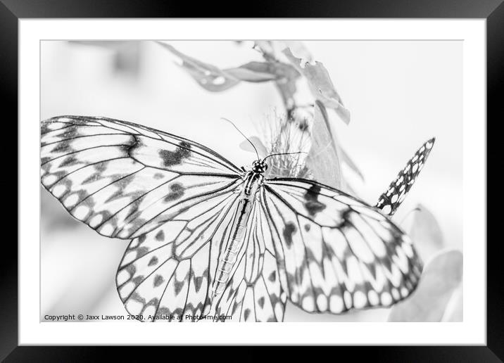 Black & White Butterfly #4 Framed Mounted Print by Jaxx Lawson