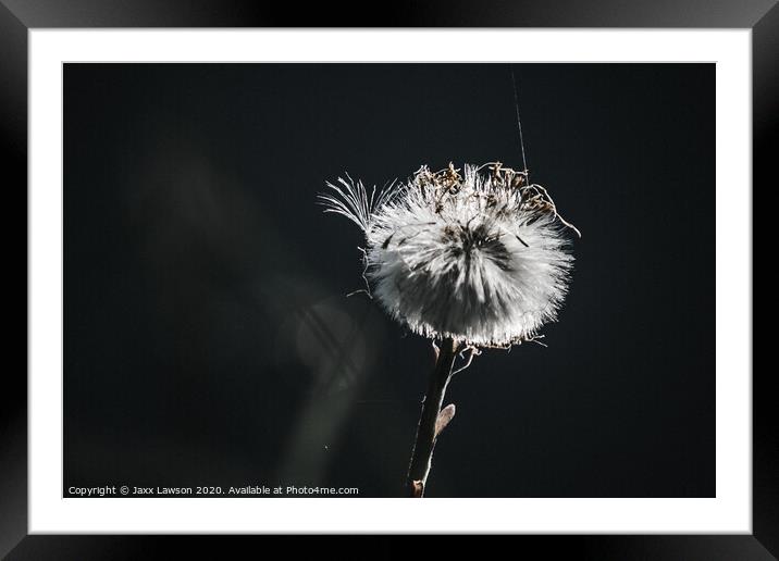 Coltsfoot seed head with cobweb Framed Mounted Print by Jaxx Lawson