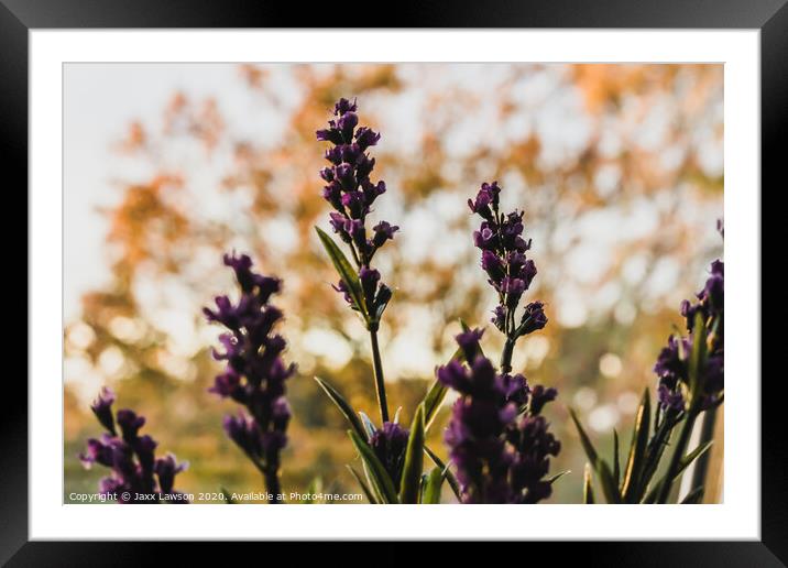 Lavender against the trees Framed Mounted Print by Jaxx Lawson