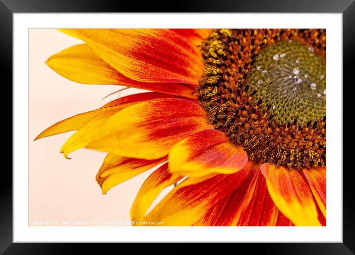 Orange Yellow Sunflower Framed Mounted Print by Jaxx Lawson