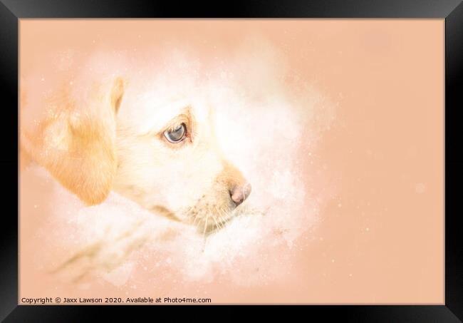 Stitch the Labrador puppy Framed Print by Jaxx Lawson