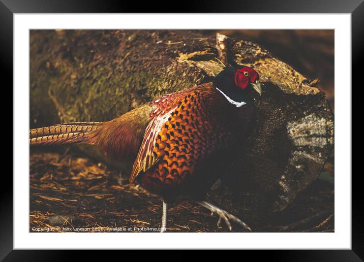 Male Pheasant Framed Mounted Print by Jaxx Lawson