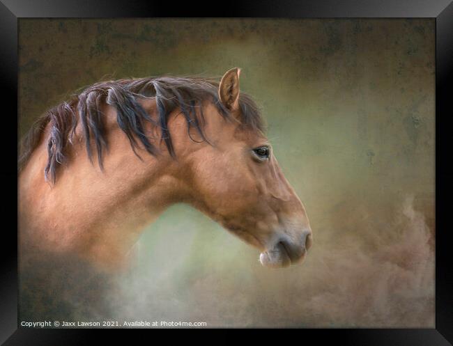 Tousled Bay pony Framed Print by Jaxx Lawson