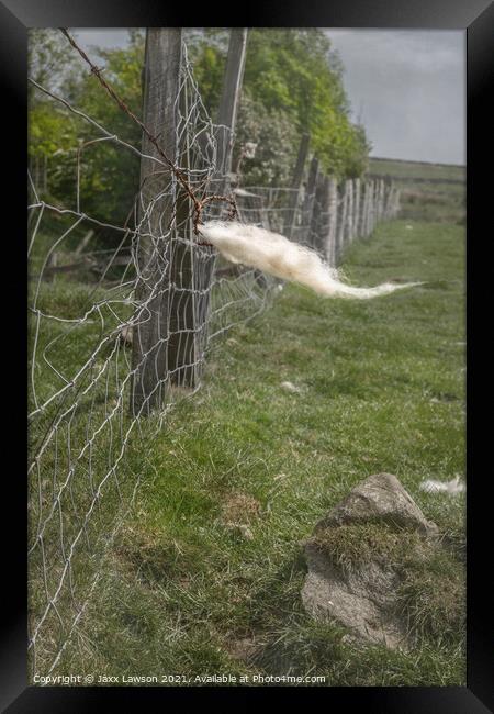 Fleece on a fence in Coverdale Framed Print by Jaxx Lawson