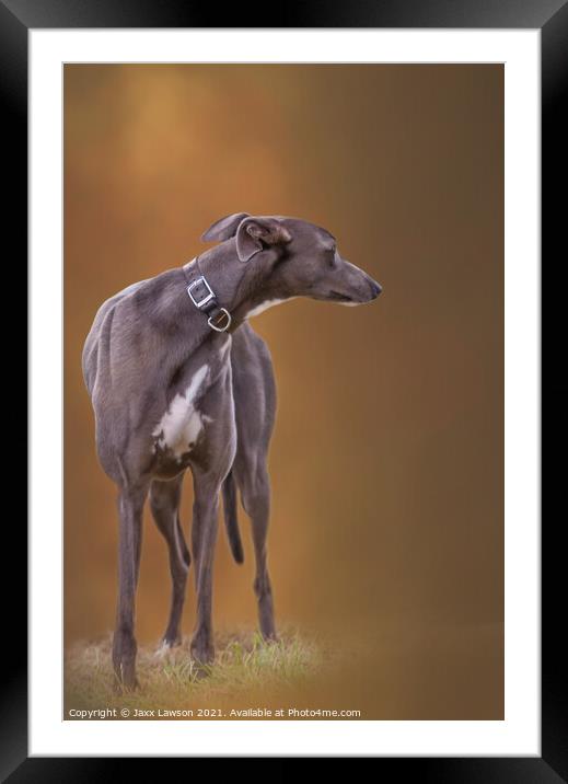 Blue Greyhound Framed Mounted Print by Jaxx Lawson