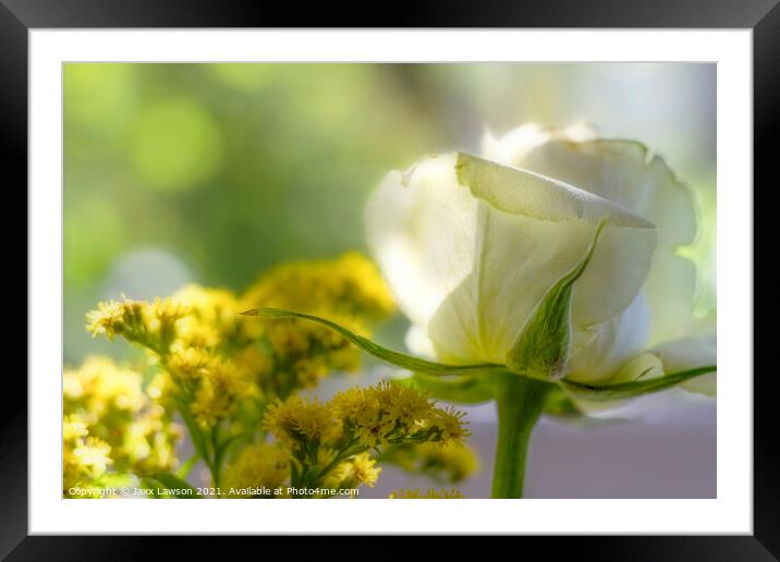 White Rose Framed Mounted Print by Jaxx Lawson