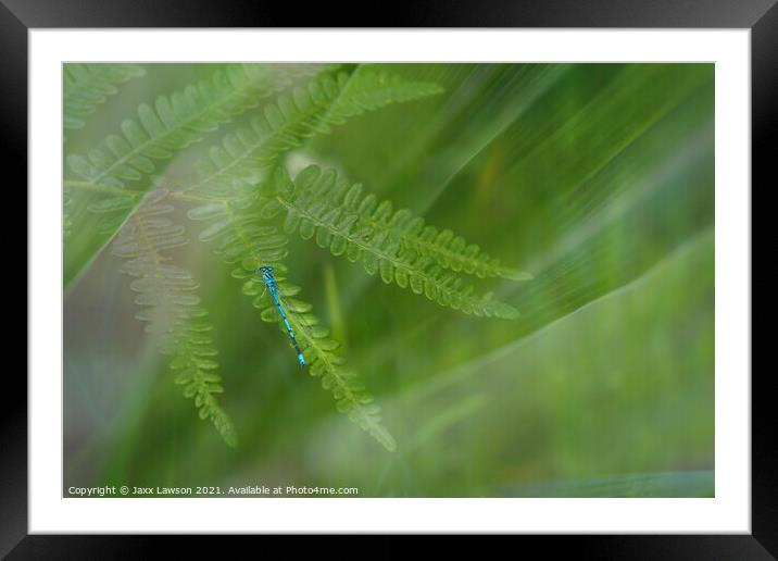 Azure Damselfly Framed Mounted Print by Jaxx Lawson