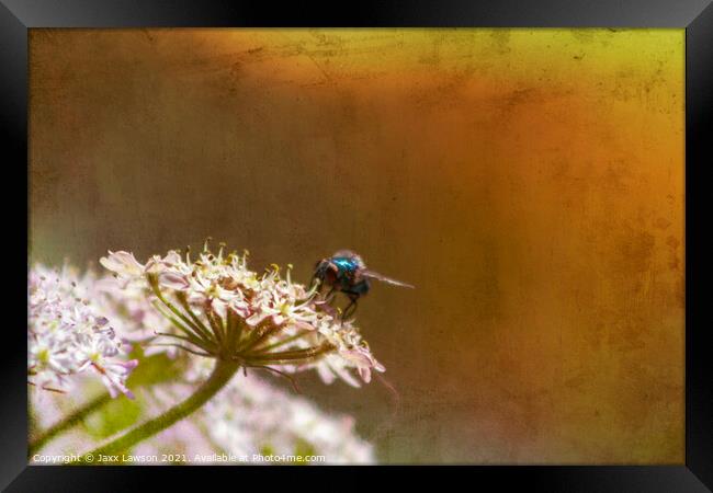 Blue fly on a flower Framed Print by Jaxx Lawson