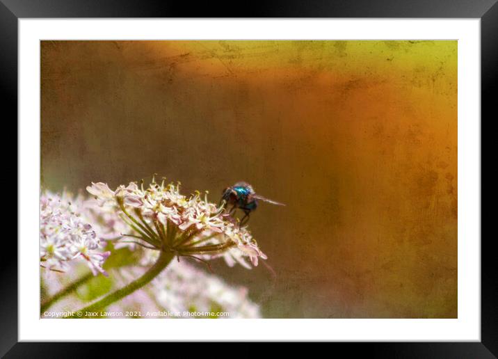 Blue fly on a flower Framed Mounted Print by Jaxx Lawson