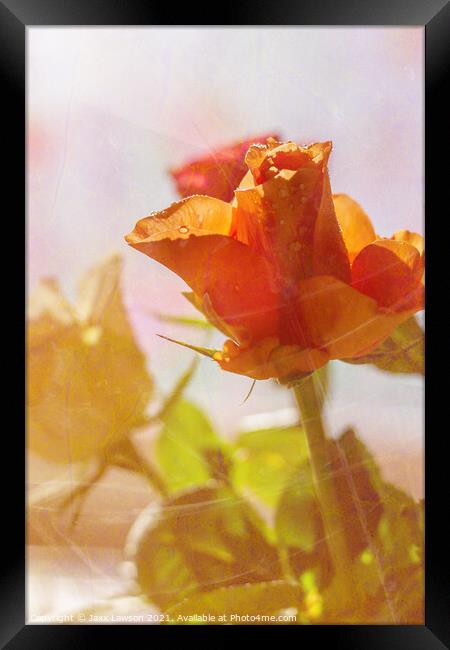 Peach coloured rose Framed Print by Jaxx Lawson