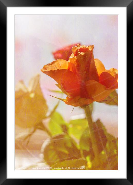 Peach coloured rose Framed Mounted Print by Jaxx Lawson