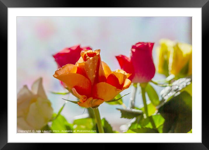Roses for a rose Framed Mounted Print by Jaxx Lawson