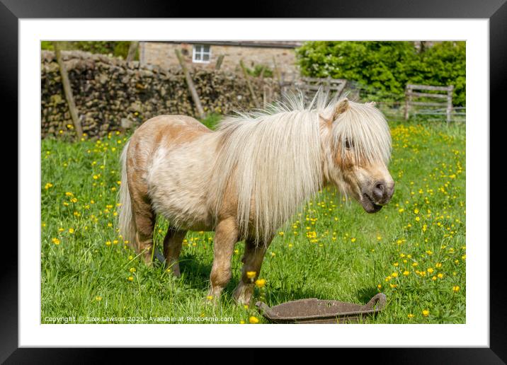 Shetland pony in buttercups Framed Mounted Print by Jaxx Lawson