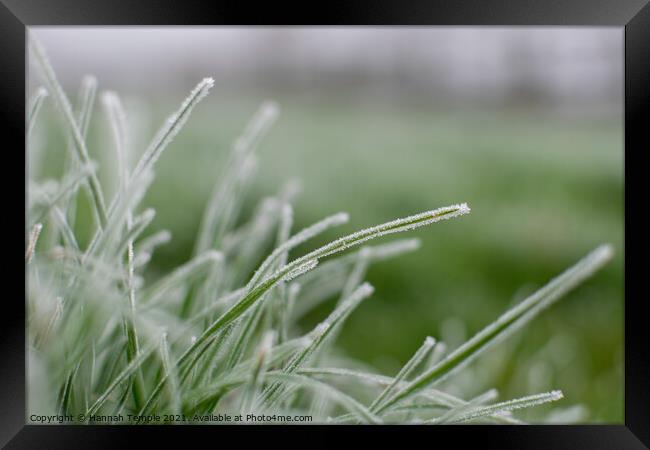 Frosty grass  Framed Print by Hannah Temple