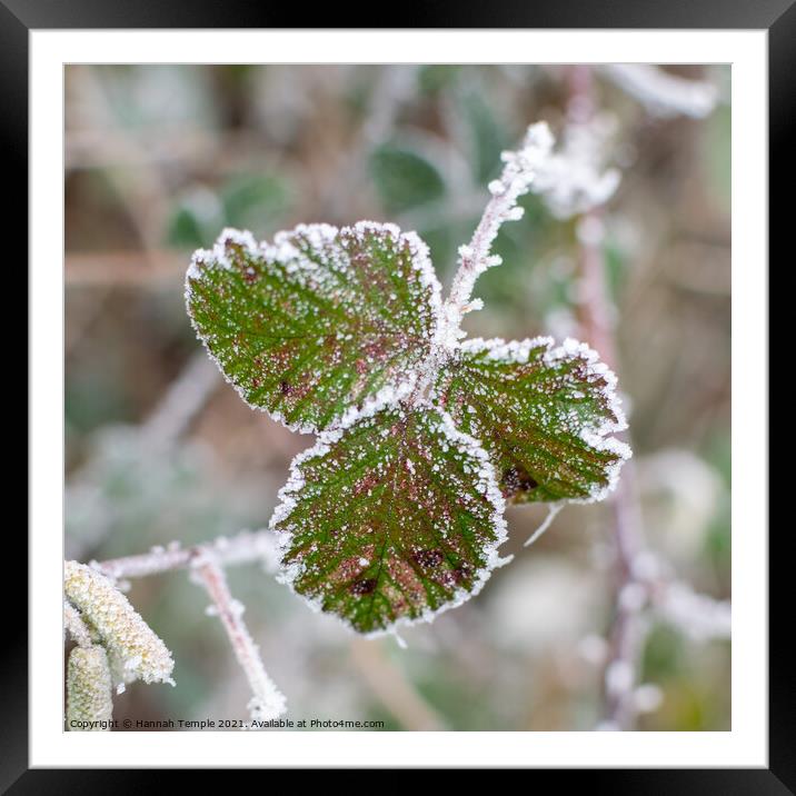 Frosty leaves  Framed Mounted Print by Hannah Temple