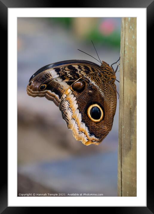 Butterfly  Framed Mounted Print by Hannah Temple
