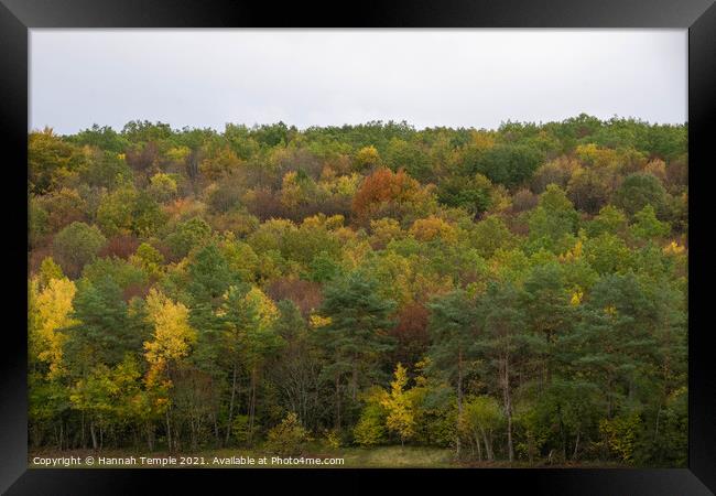 Autumnal Trees Framed Print by Hannah Temple