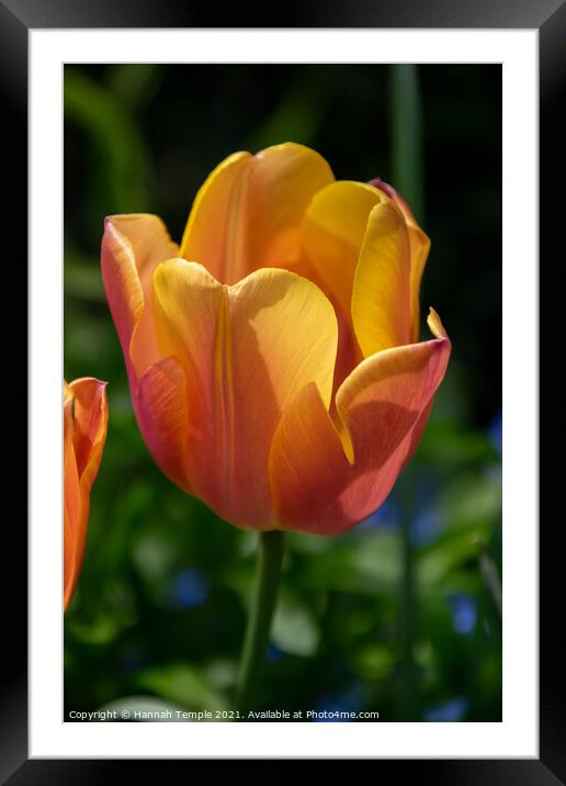 Orange Tulip Framed Mounted Print by Hannah Temple