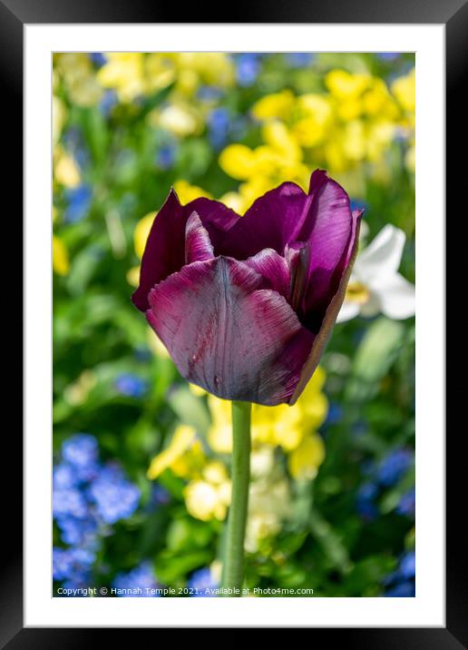 Purple Tulip Framed Mounted Print by Hannah Temple