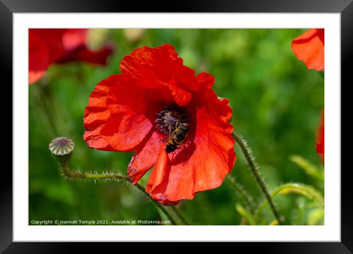 Poppy Framed Mounted Print by Hannah Temple