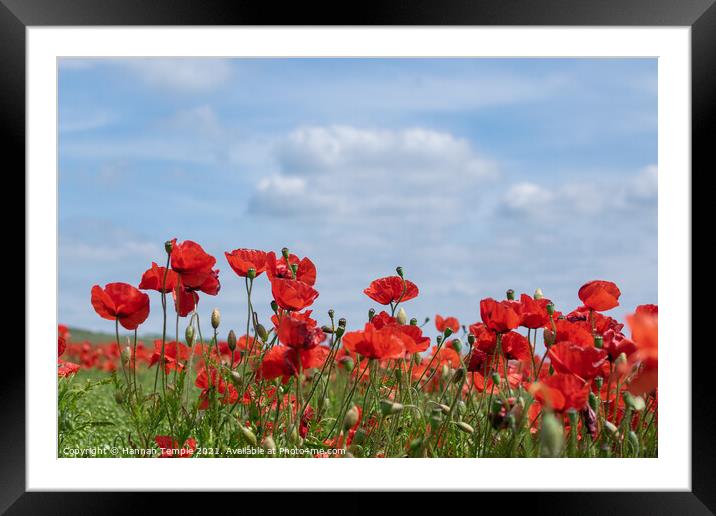 Poppy field  Framed Mounted Print by Hannah Temple