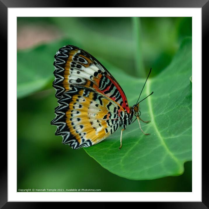 Leopard Lacewing Butterfly  Framed Mounted Print by Hannah Temple