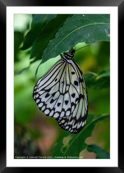 Malabar Tree Nymph Butterfly  Framed Mounted Print by Hannah Temple