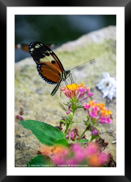 Euclea Tiger Wing Butterfly  Framed Mounted Print by Hannah Temple