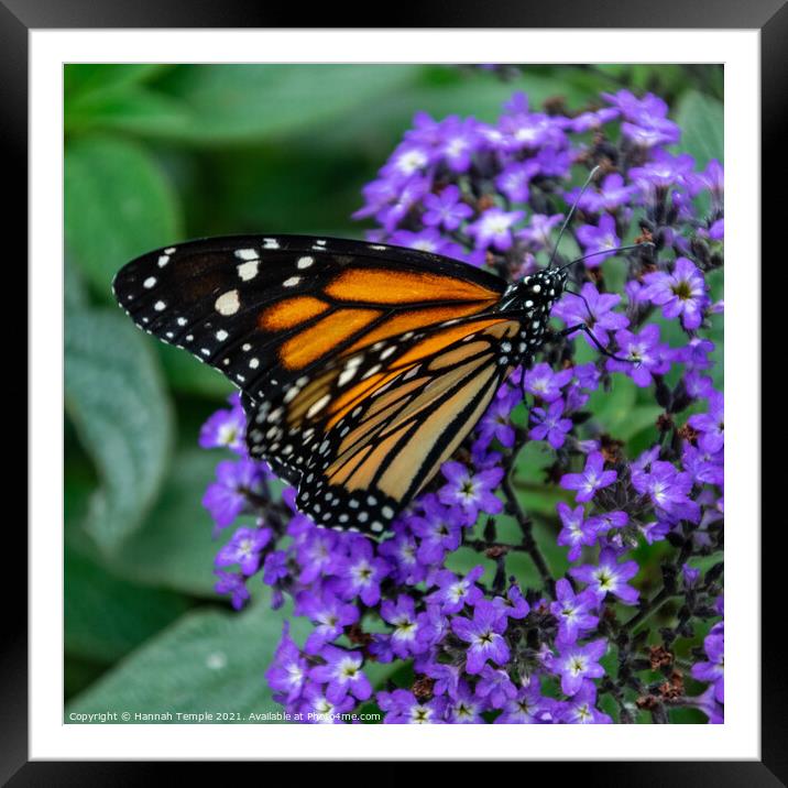 Monarch Butterfly  Framed Mounted Print by Hannah Temple