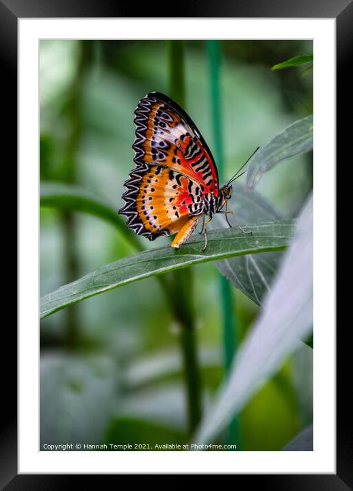 Leopard Lacewing Butterfly Framed Mounted Print by Hannah Temple