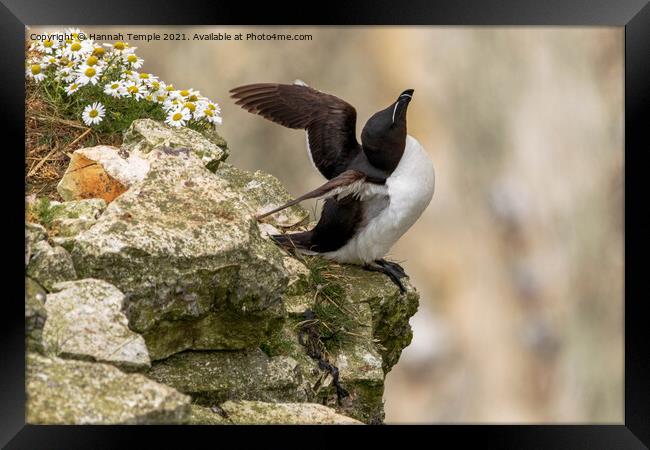 Guillemot Framed Print by Hannah Temple